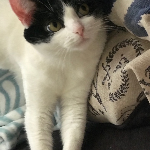 Proud Cat Mom 💕 - Picture 3 of 7